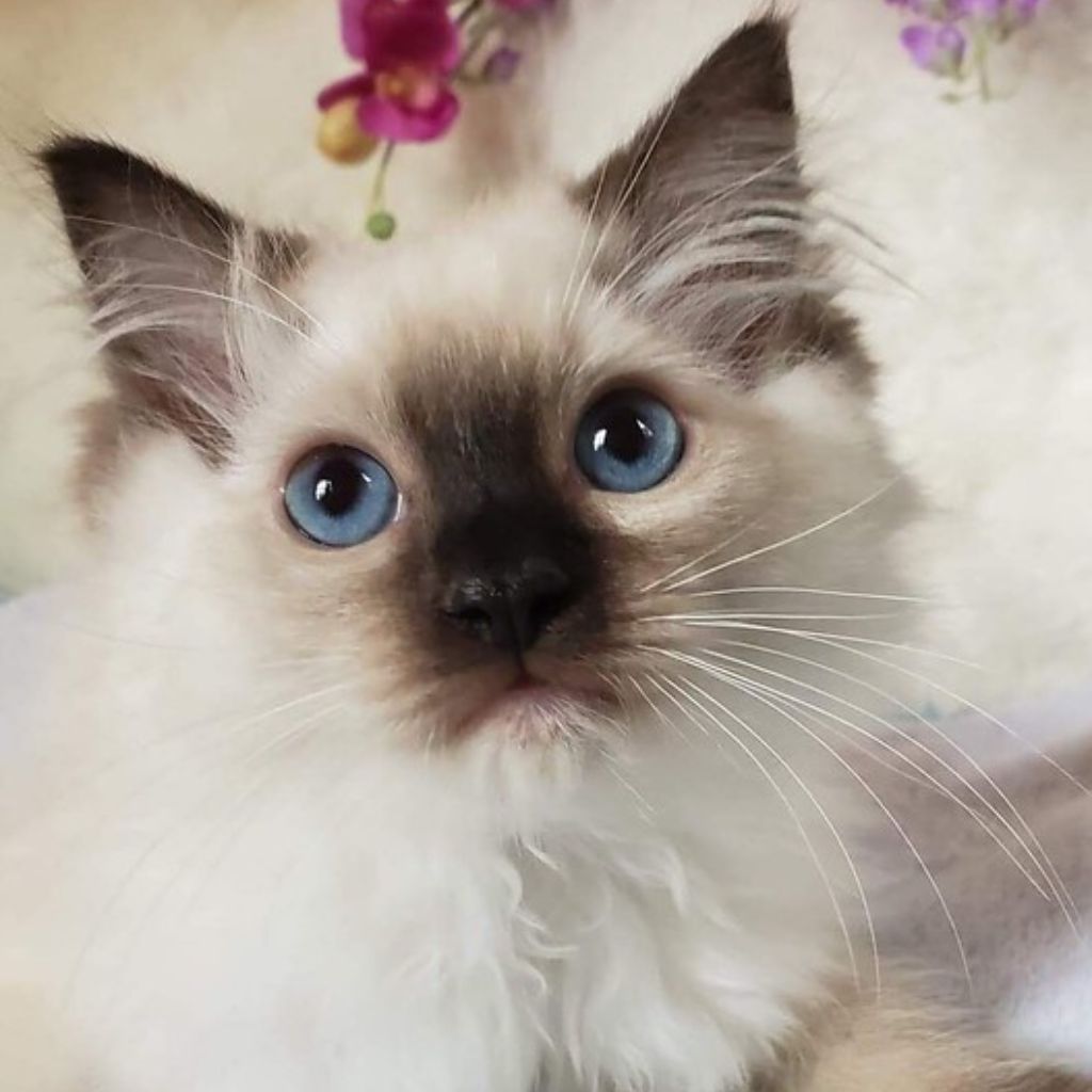 Ragdoll Kittens For Sale Angelgirl Ragdolls 2233