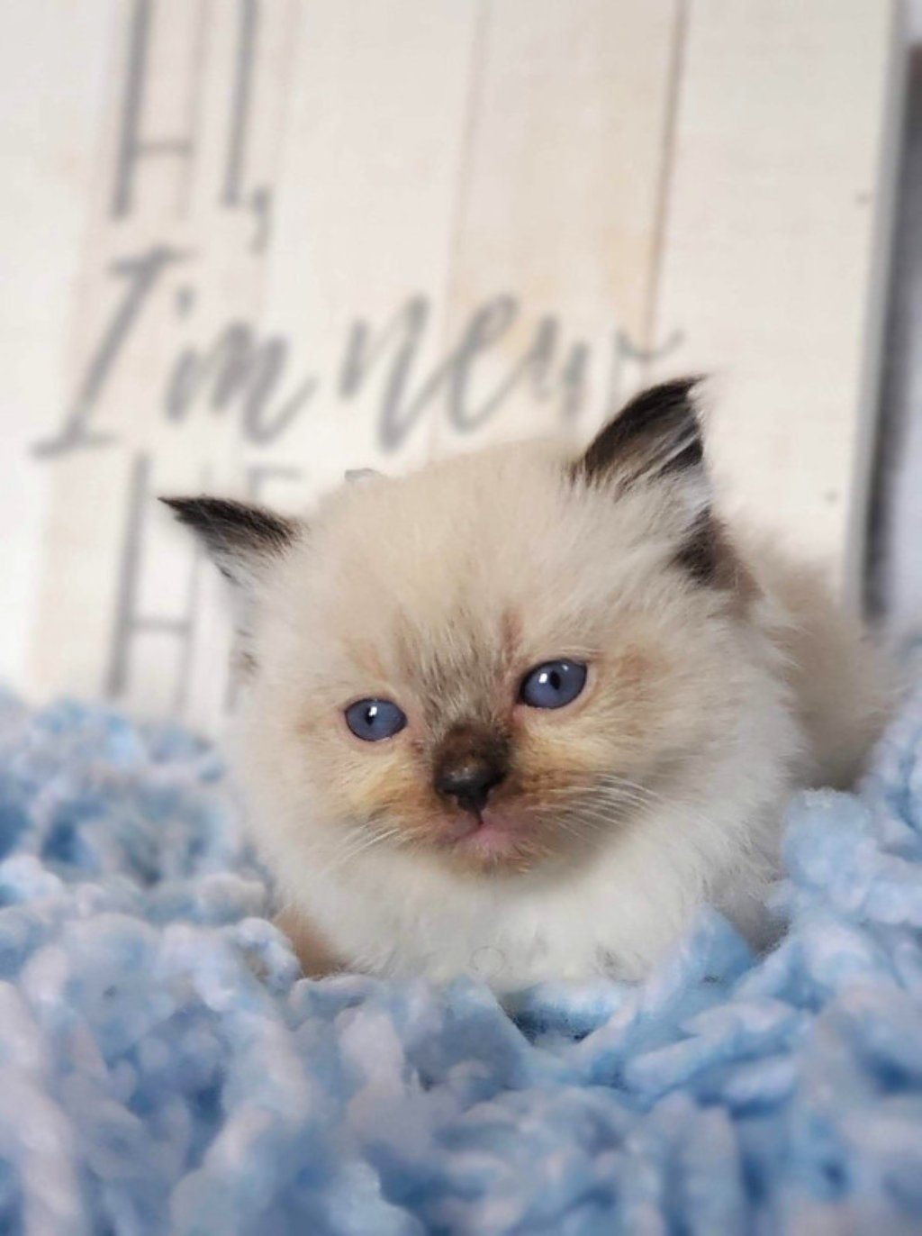 Ragdoll Kittens FOR SALE AngelGirl Ragdolls