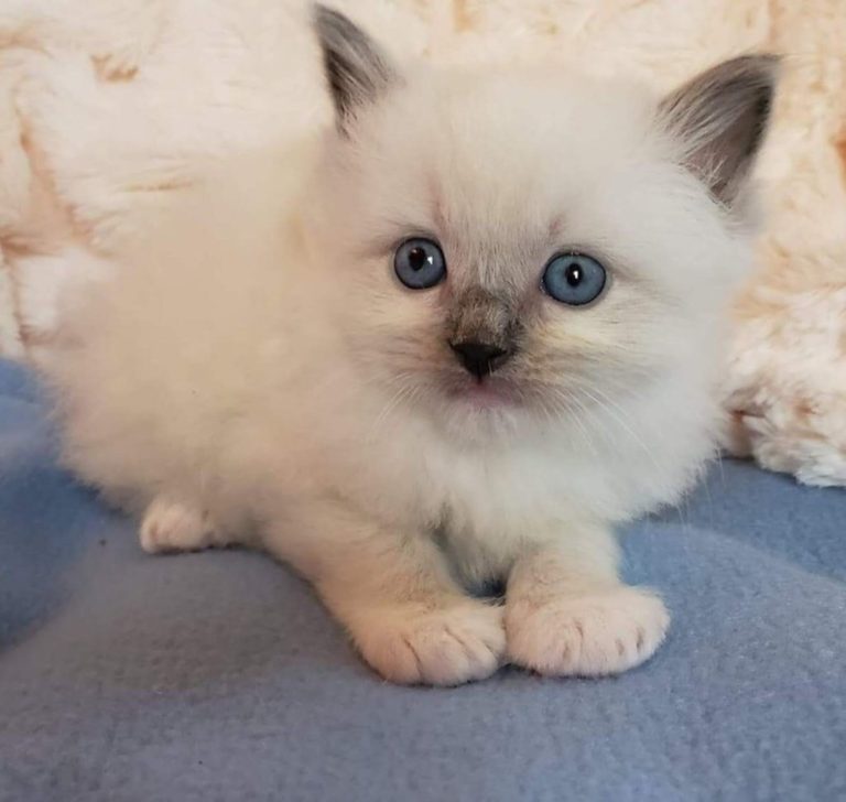 Ragdoll Cats for Sale | Buy Ragdoll Kittens | AngelGirl Ragdolls