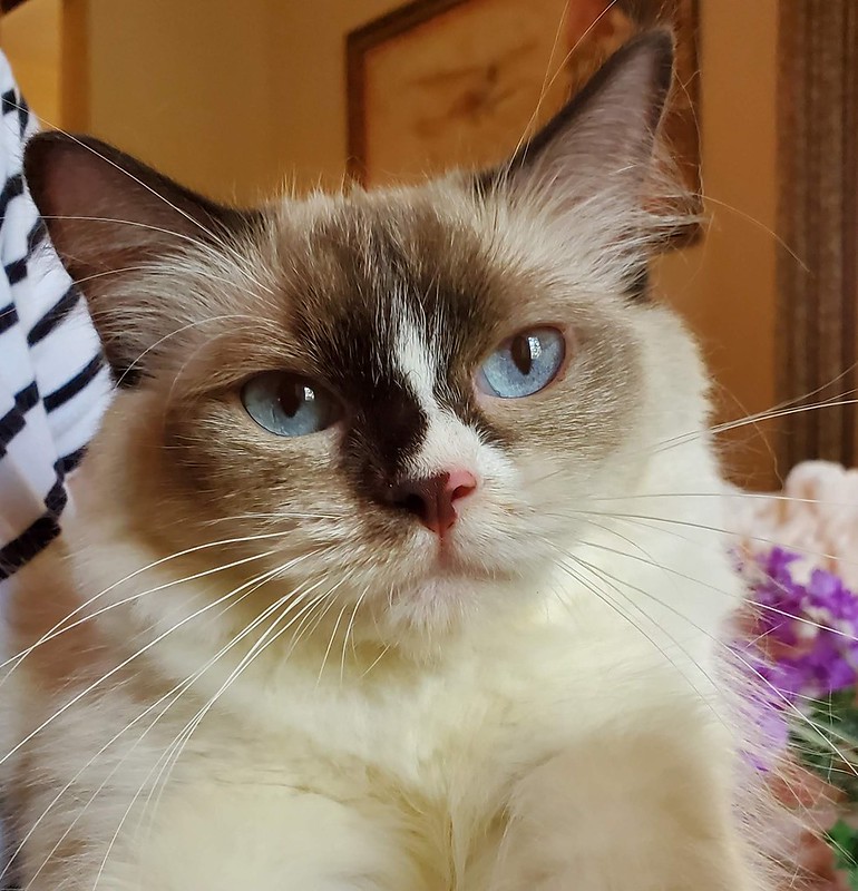 Reserved Ragdoll Kittens | AngelGirl Ragdolls