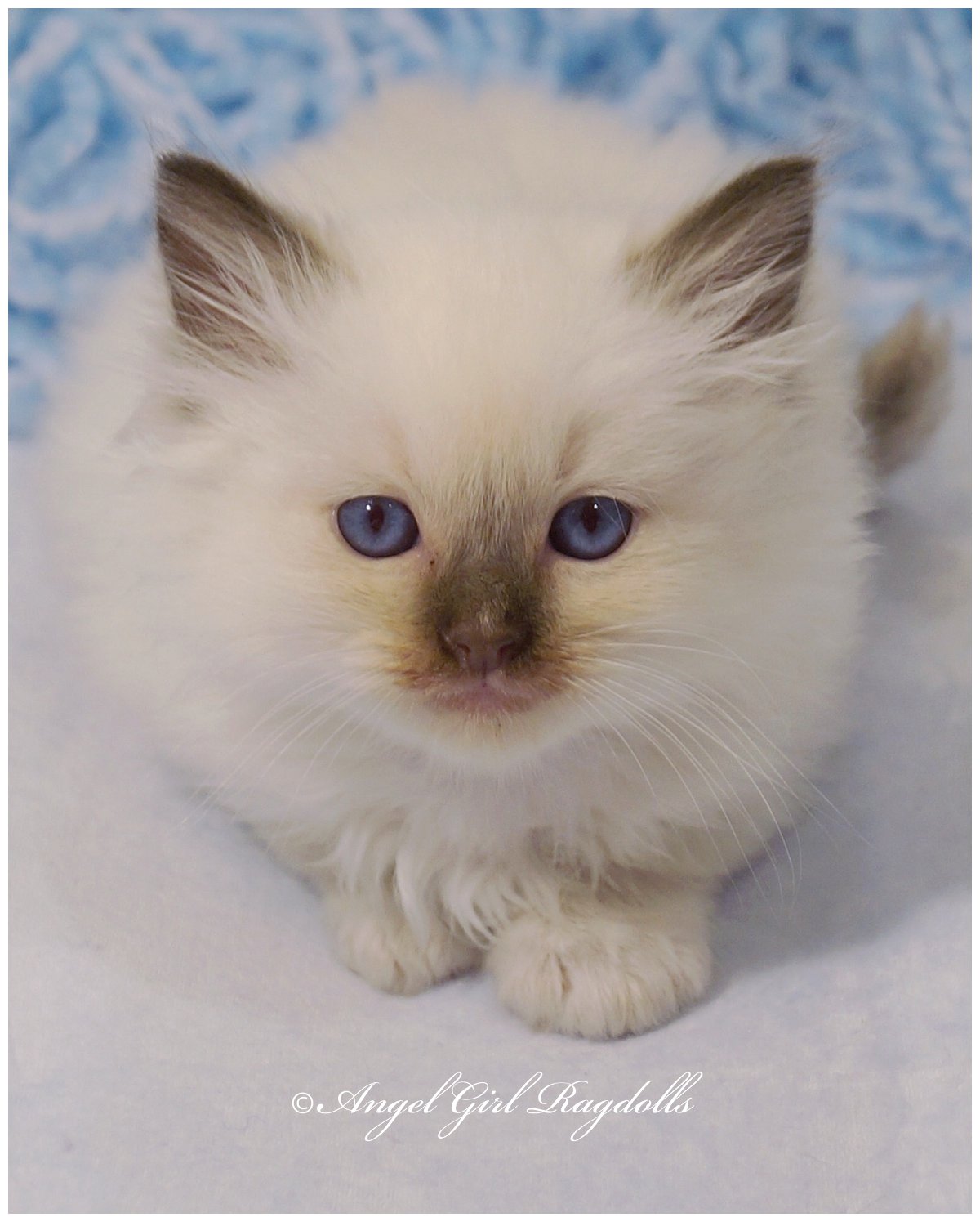 Ragdoll Kittens For Sale Angelgirl Ragdolls 1993