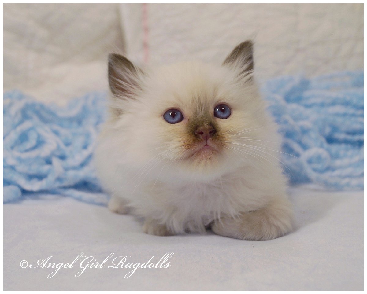 Ragdoll Kittens FOR SALE AngelGirl Ragdolls