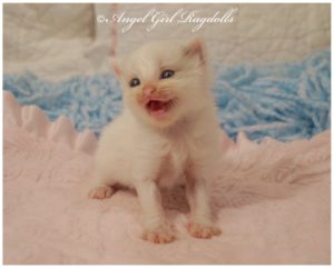 Ragdoll Kittens FOR SALE | AngelGirl Ragdolls