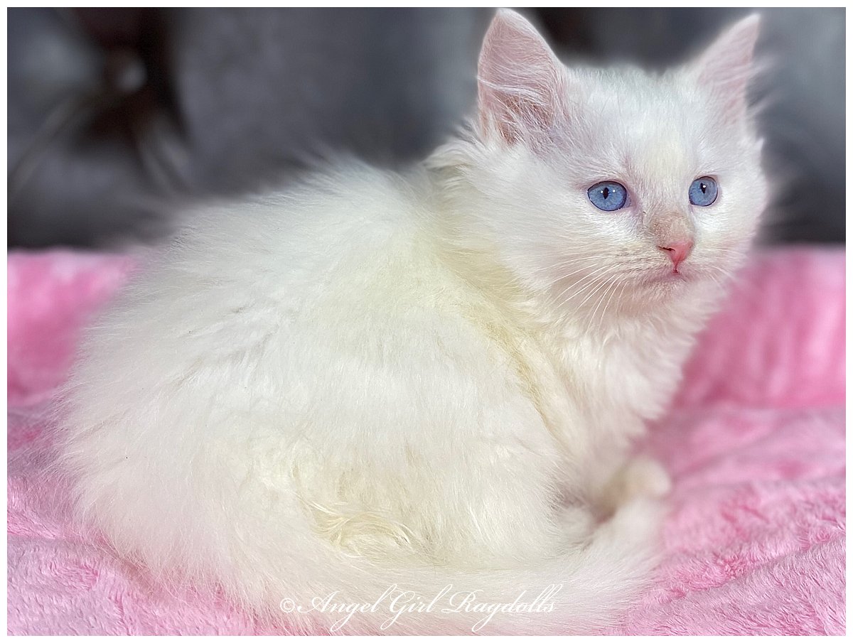 Reserved Ragdoll Kittens | AngelGirl Ragdolls