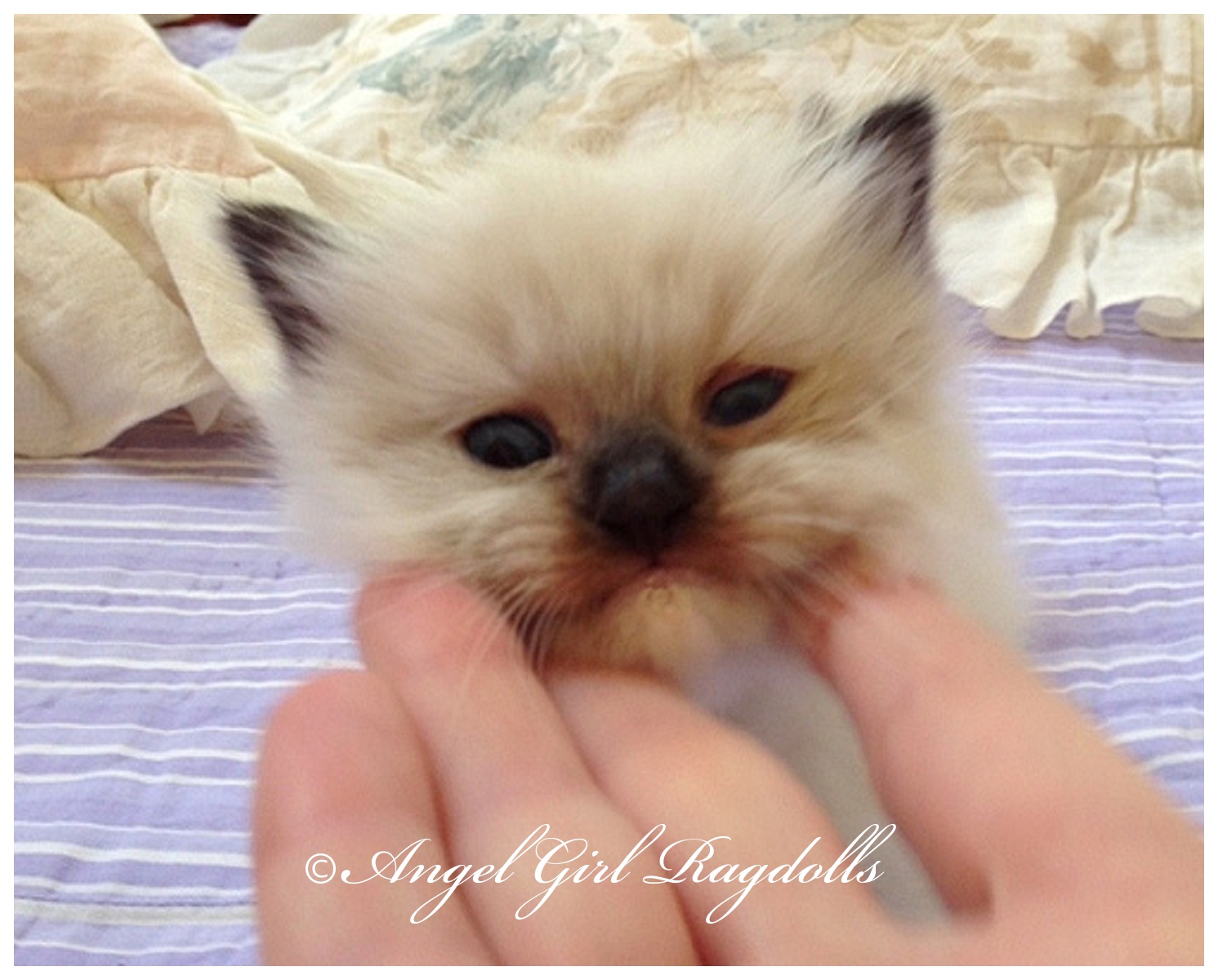 Ragdoll Kittens For Sale Angelgirl Ragdolls 7091