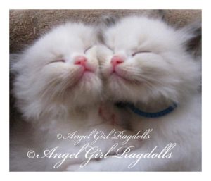 angel girl ragdolls