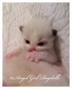 angel girl ragdolls