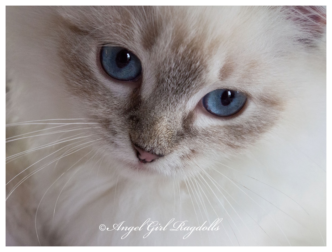 Ragdoll Kittens FOR SALE AngelGirl Ragdolls