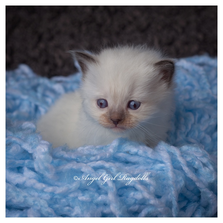 Ragdoll Kittens FOR SALE AngelGirl Ragdolls