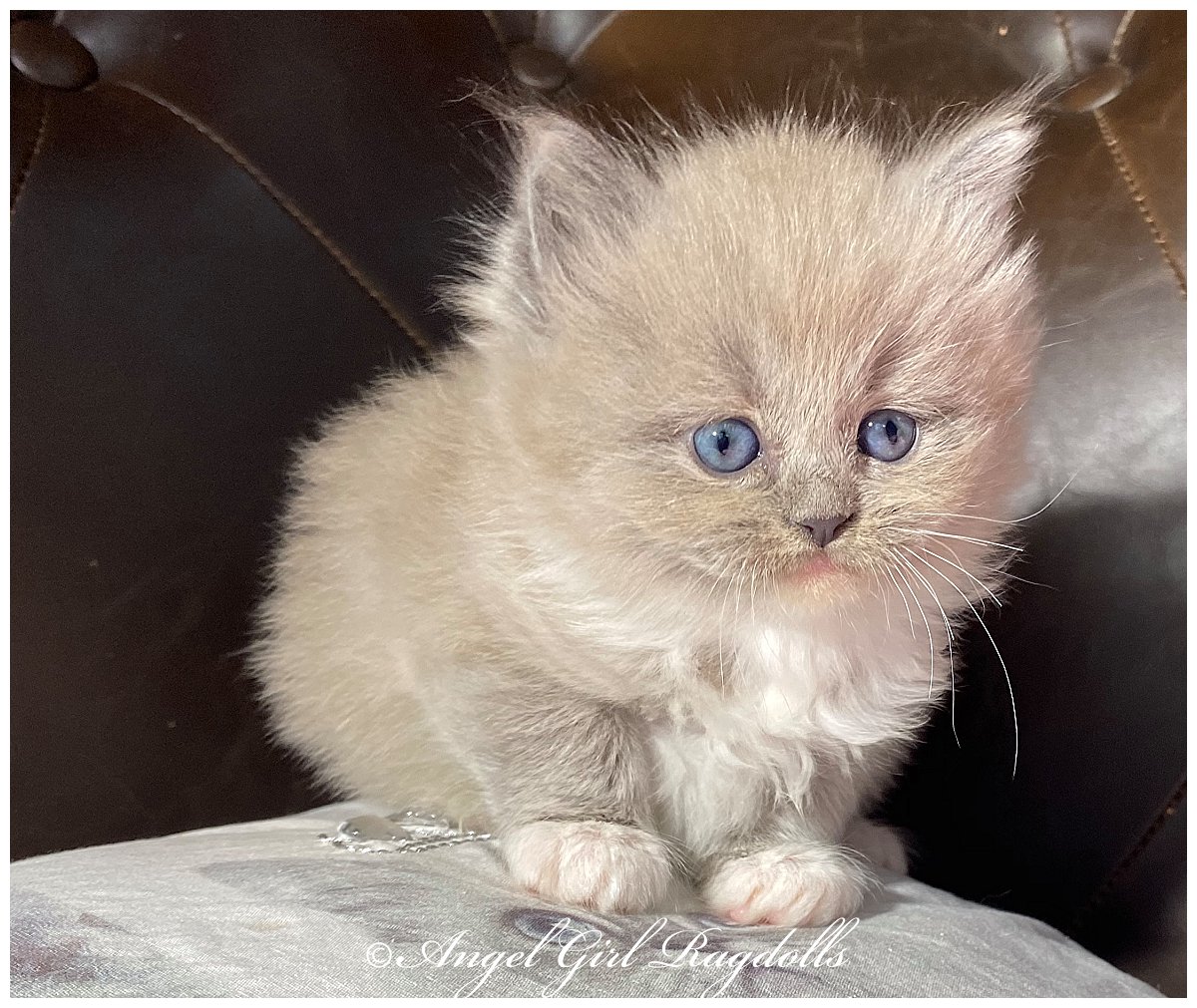 ragdoll girl